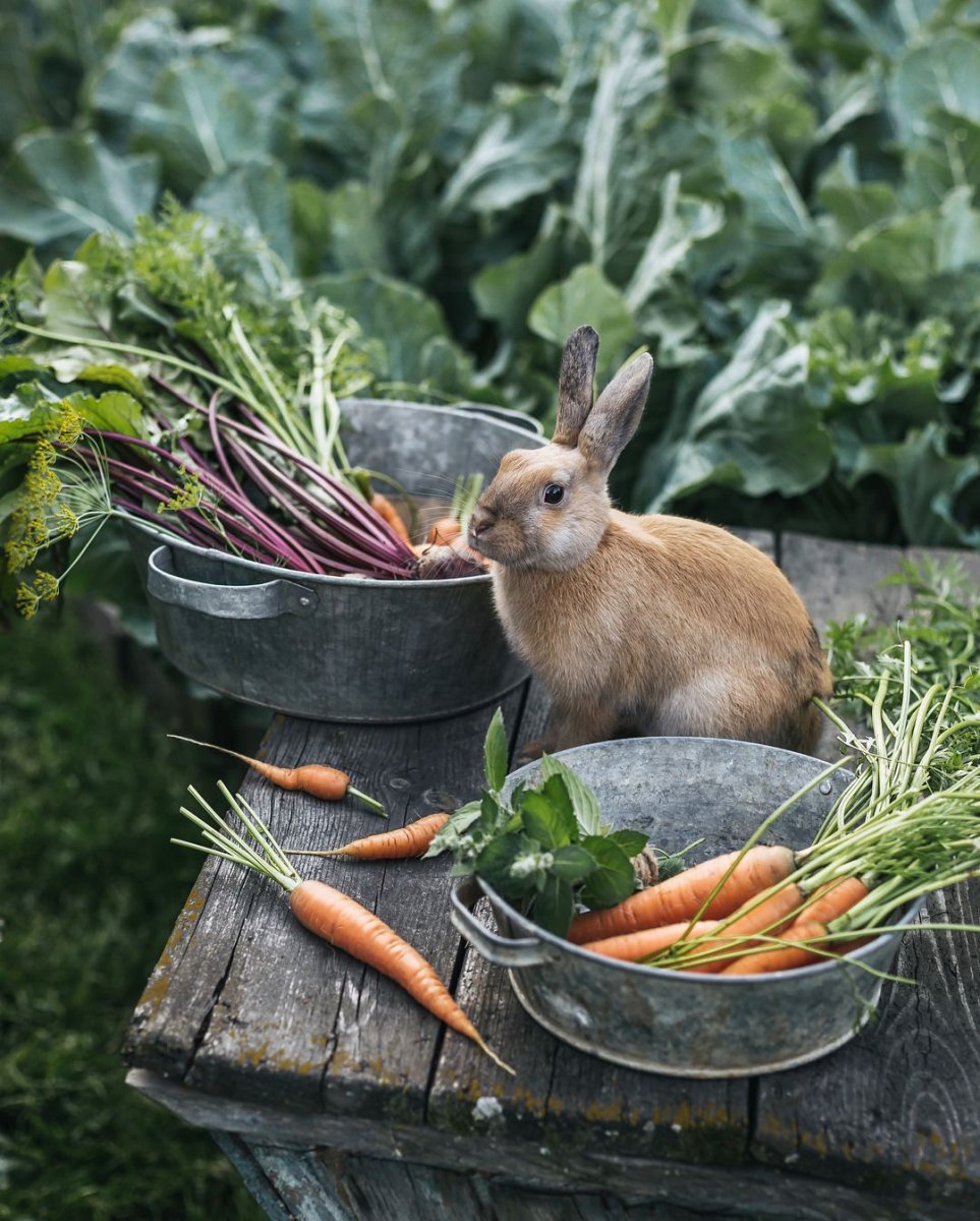 Американская собачка на огороде