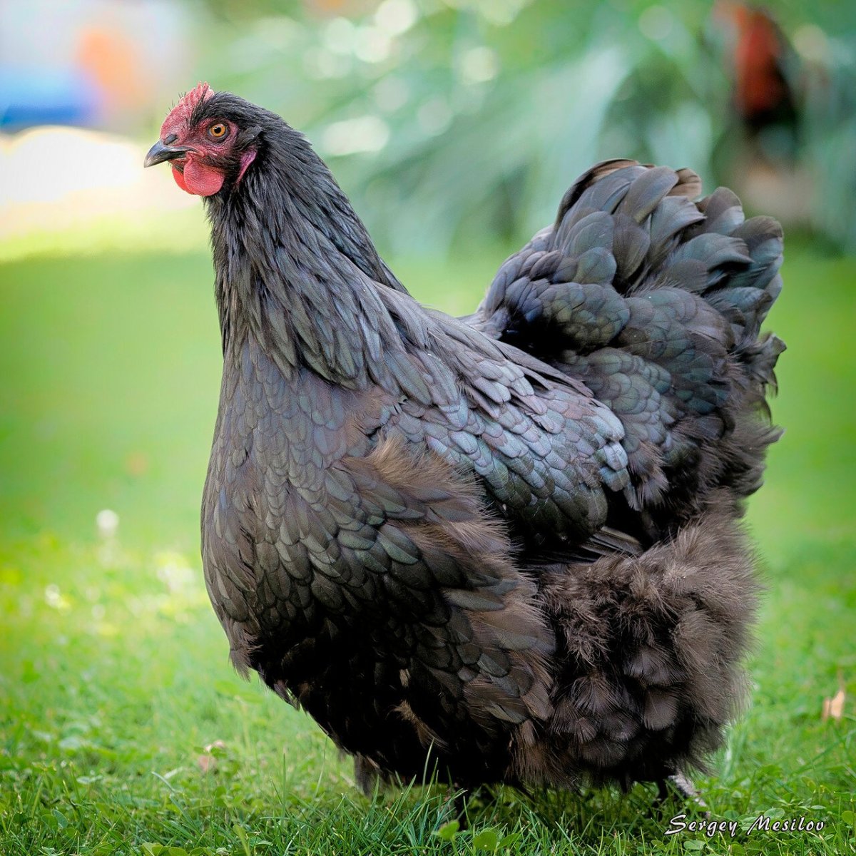 Орпингтон Ястребиный