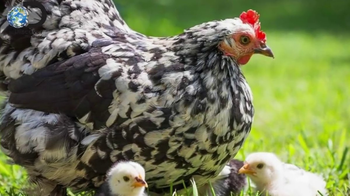 Наседка с цыплятами