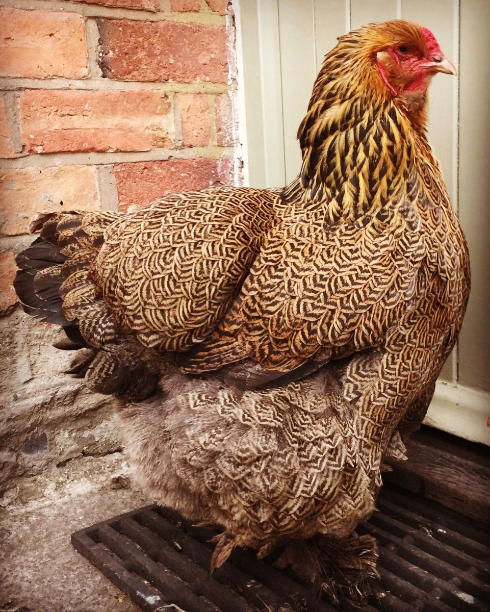 Орпингтон (порода кур)
