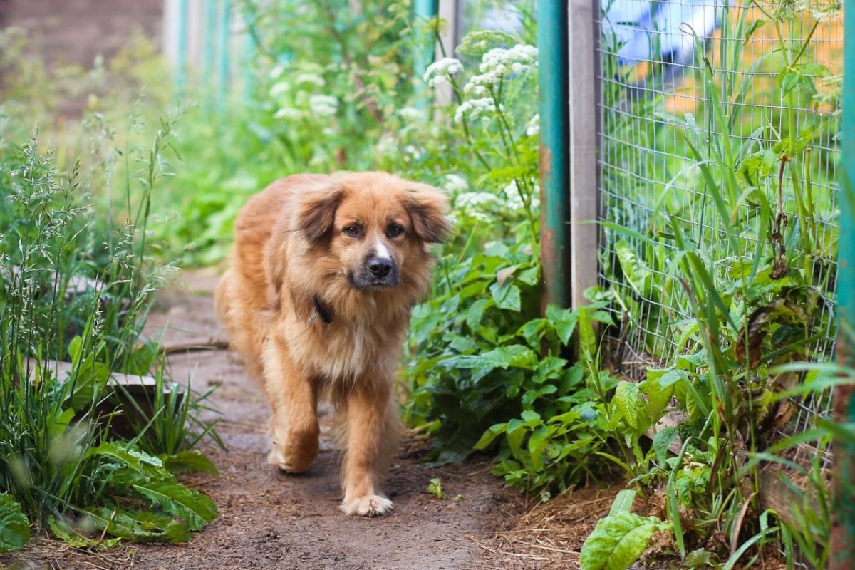 Тростниковая собака