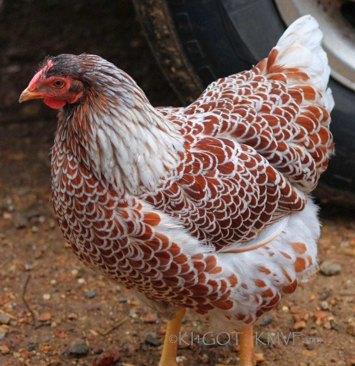 Брама Виандот