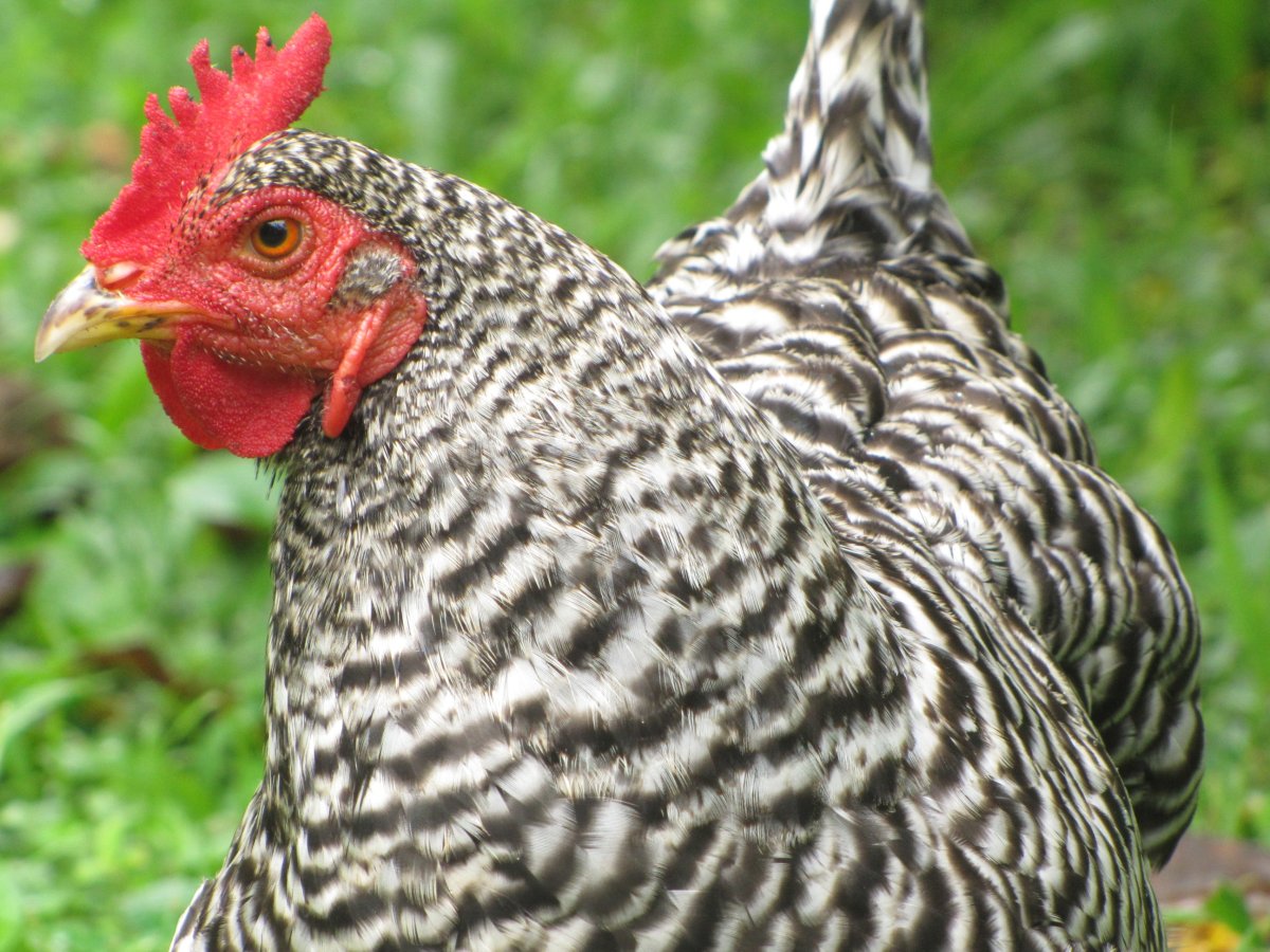 Домашние птицы