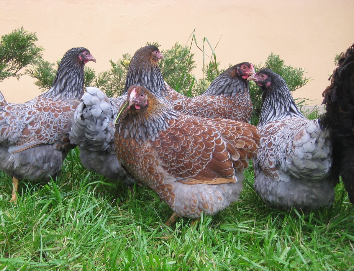 Виандот куропатчатый фото