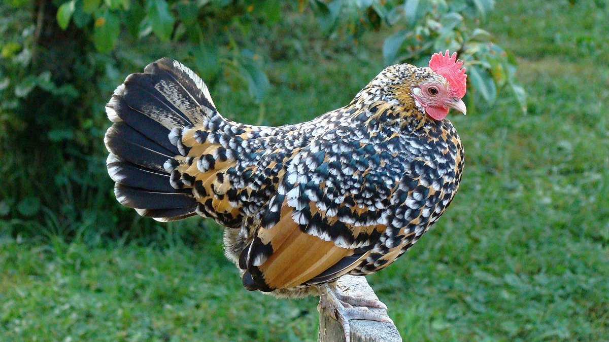 Петух Виандот