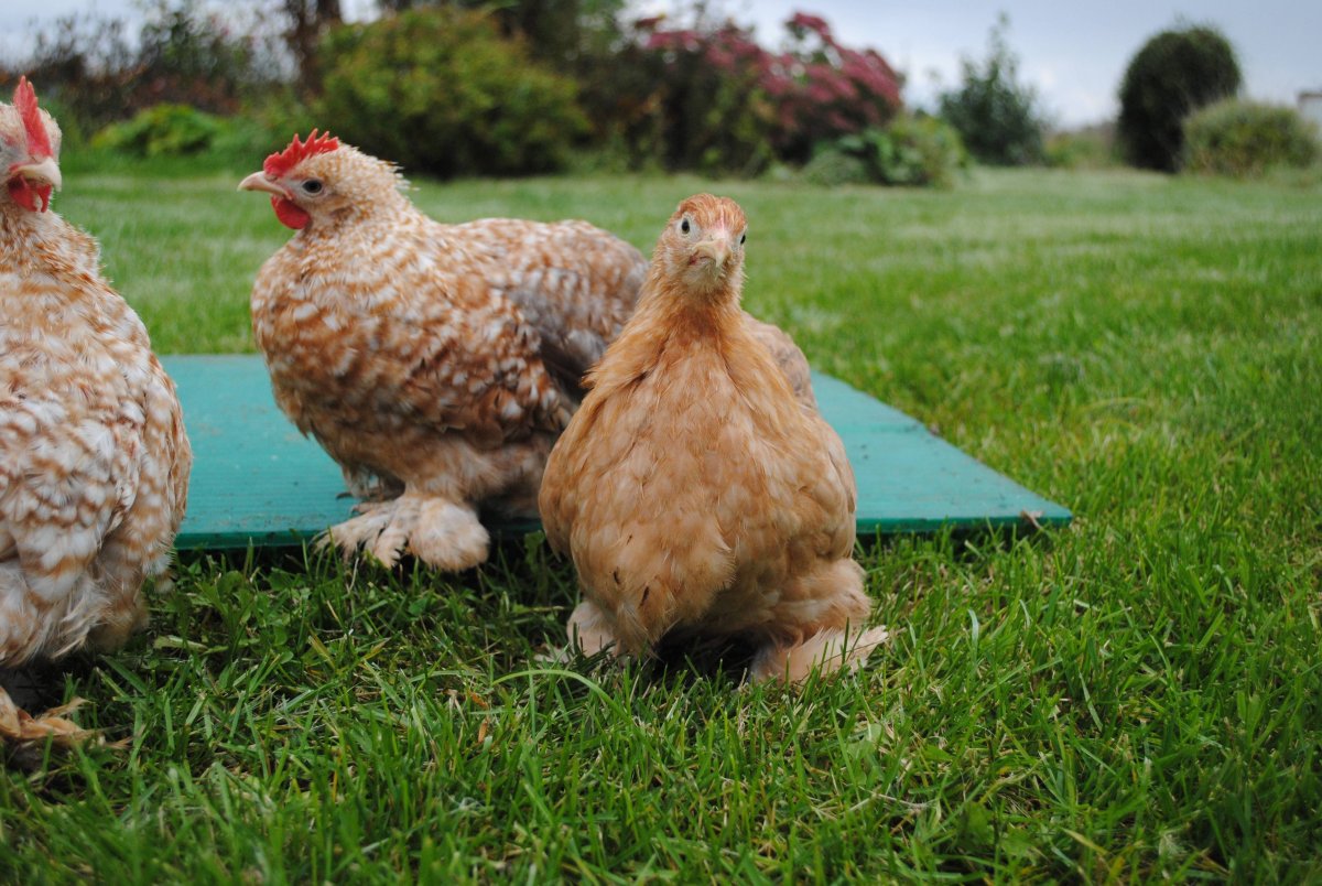 Кохинхины куры несушки