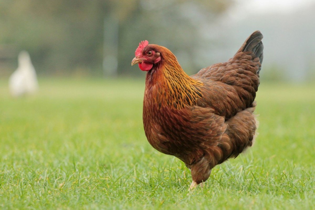 Красивые курочки