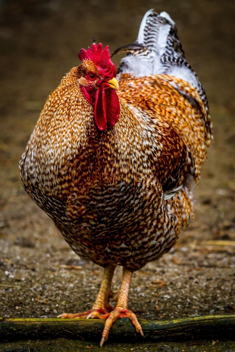 Куры породы Рябушка