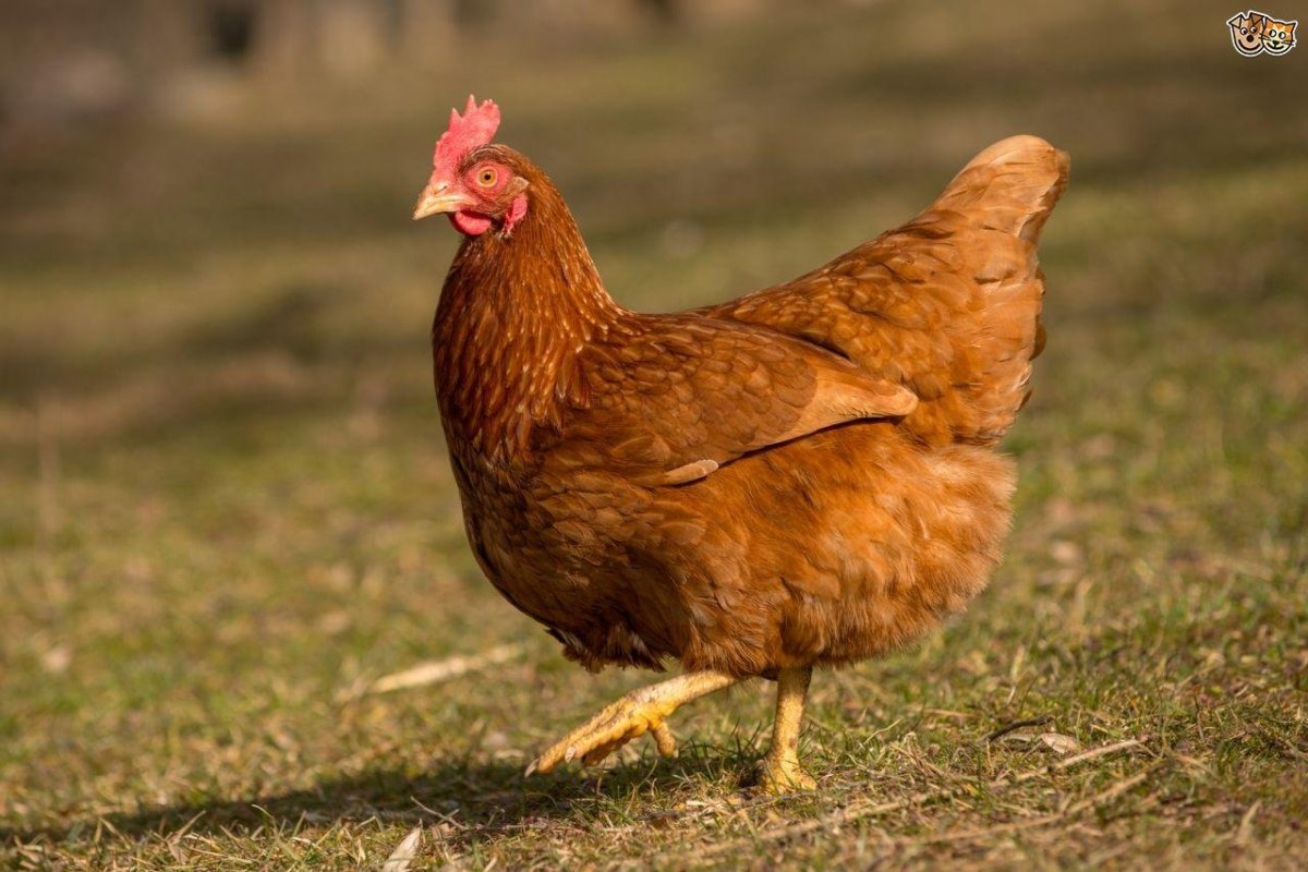 Петух Ломан Браун