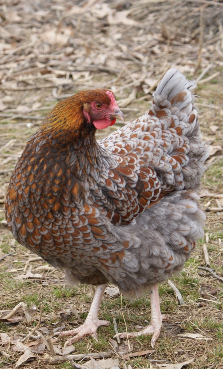 Куры породы Рябушка