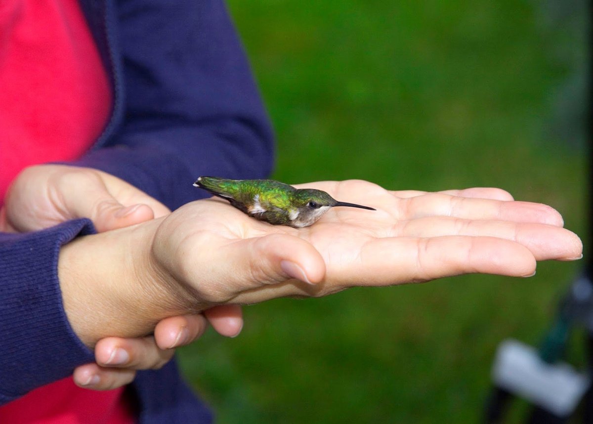 Семейство Колибри (trochilidae)