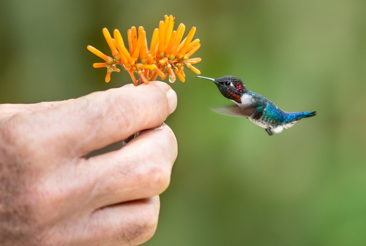 Колибри-Пчелка (Mellisuga helenae)