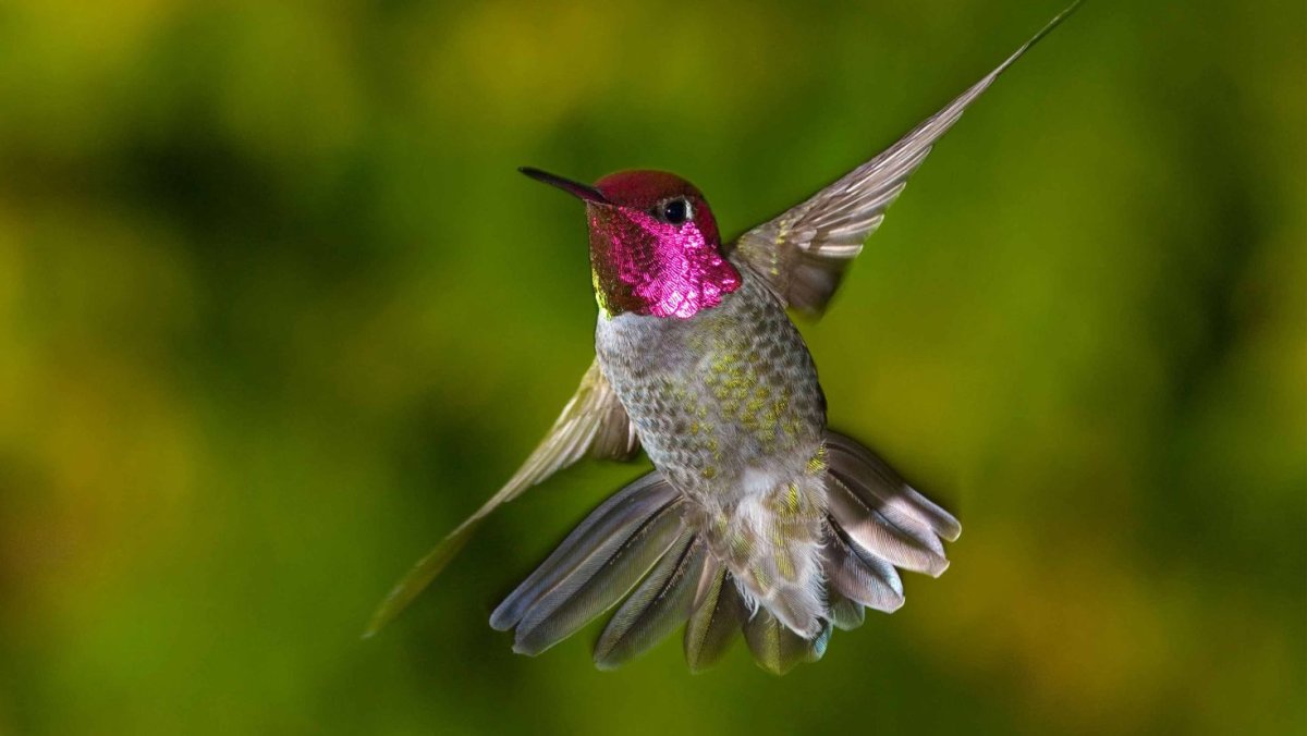 Строение клюва Колибри