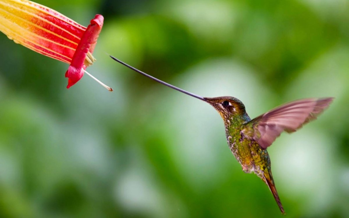Колибри мечеклюв