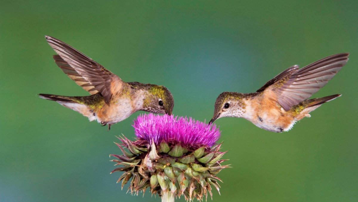 Крымская Колибри или Бражник