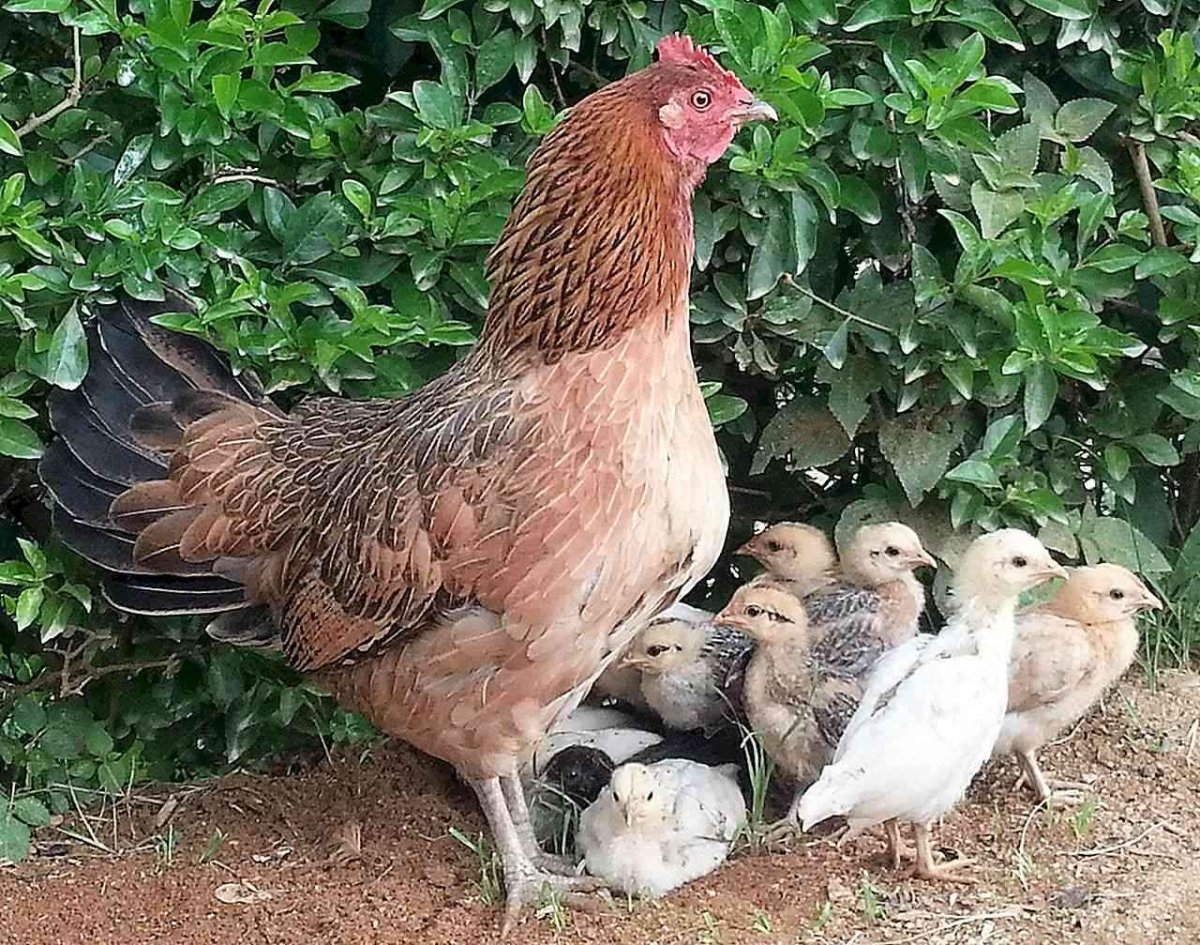 Куры несушки порода Рябущенко