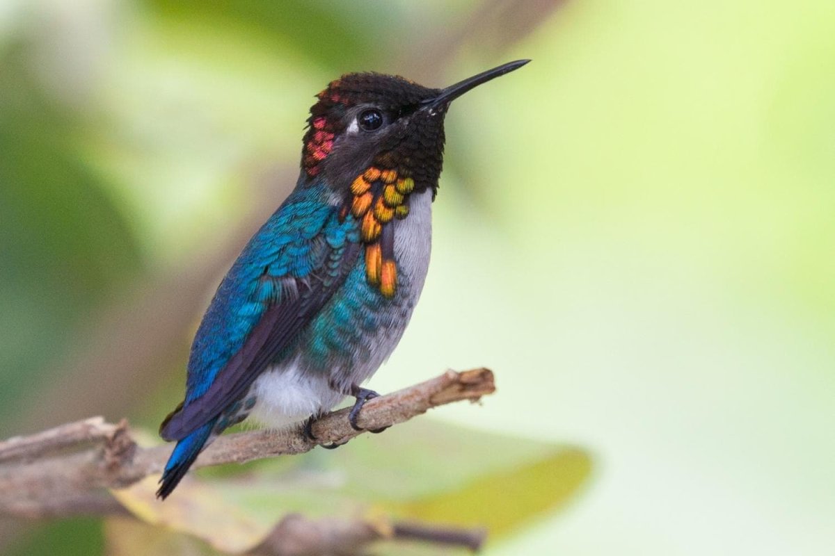 Mellisuga helenae (Колибри)