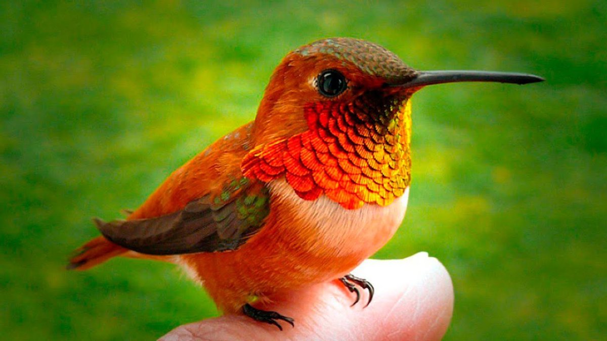 Орлиноклювый Колибри