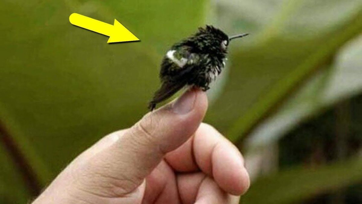 Колибри Пчелка самая маленькая птица в мире
