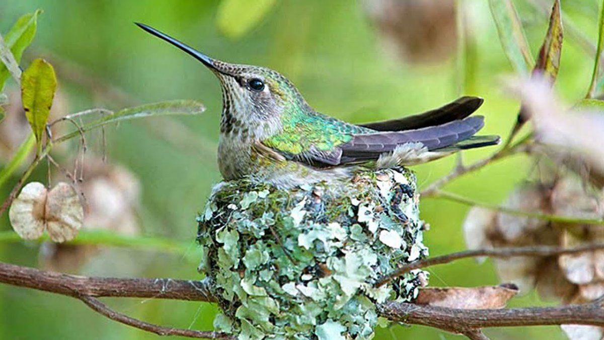 Самая маленькая птичка Колибри