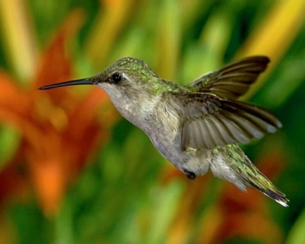 Самая маленькая птица