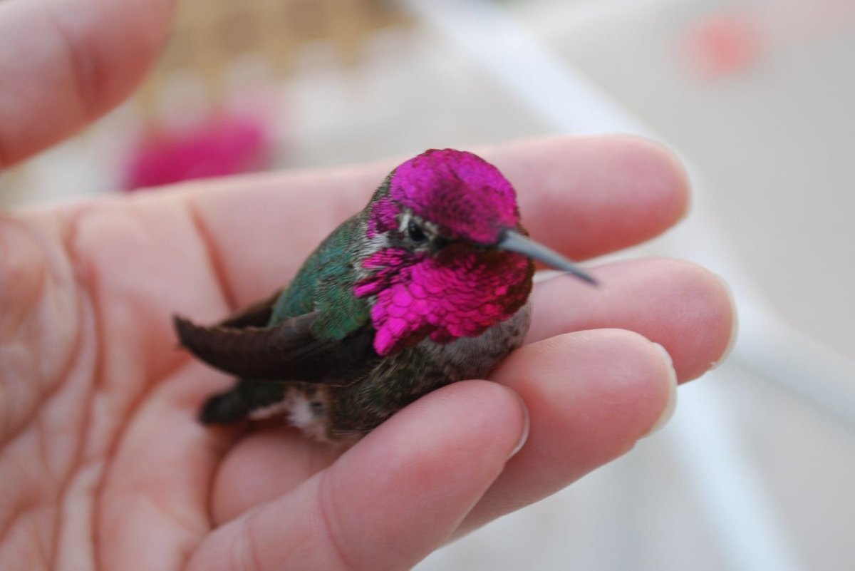 Smallest Bird