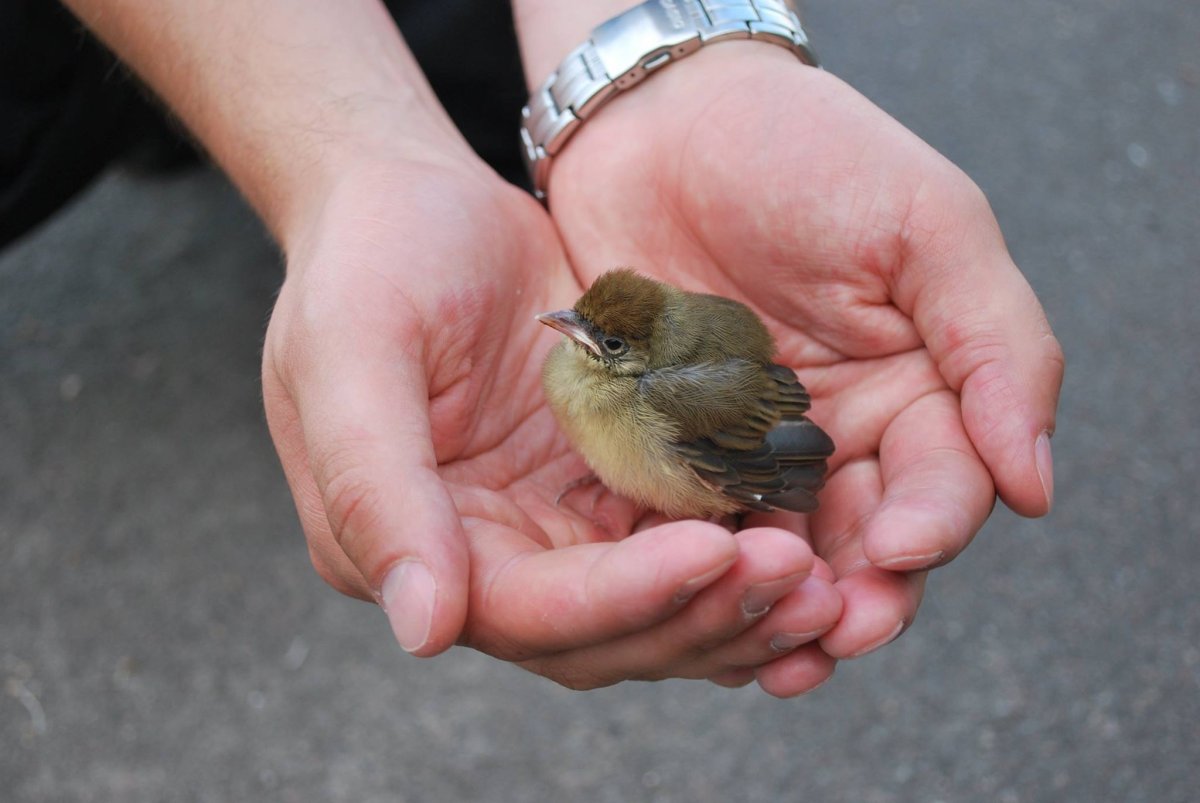 Осси Сааринен птица