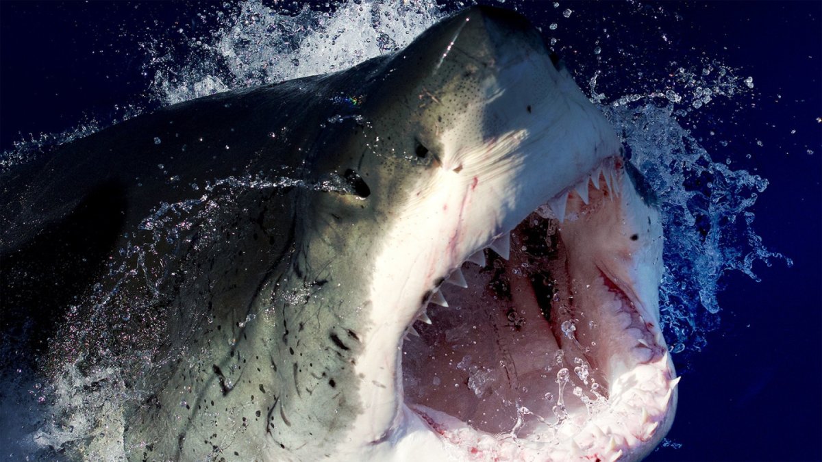 Безобидные акулы