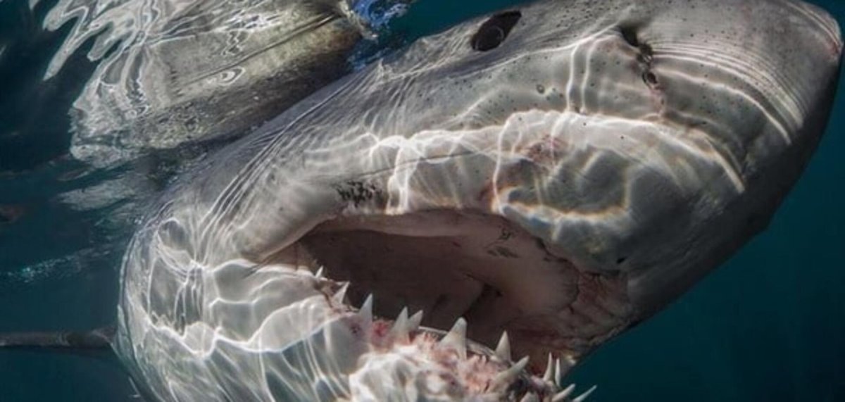 Максимальная скорость акулы в воде