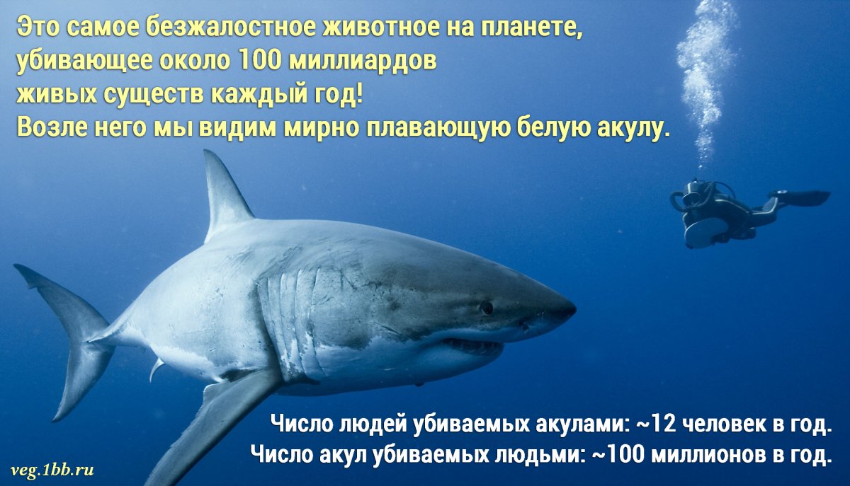 Гигантская акула МЕГАЛОДОН