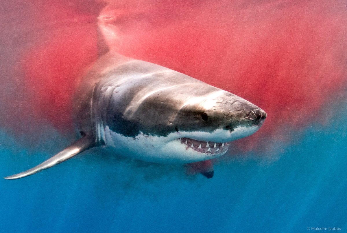 Баскинг Шарк акула