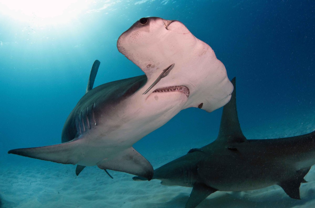 Опасные акулы