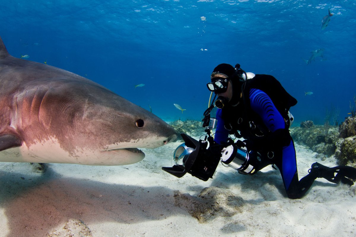 Акула МЕГАЛОДОН