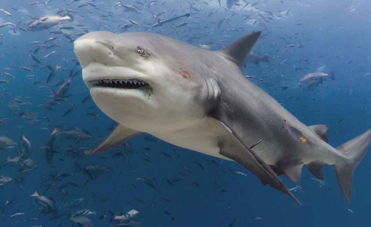 Акула белая, акула-людоед, кархародон