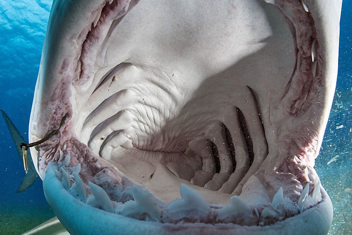Самая опасная акула в мире