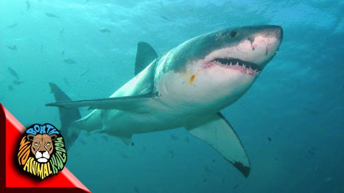 Безобидные акулы