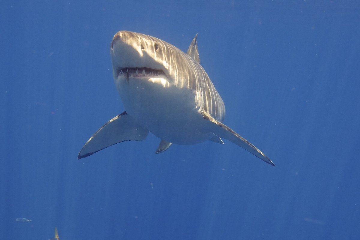 Акула людоед индийского океана