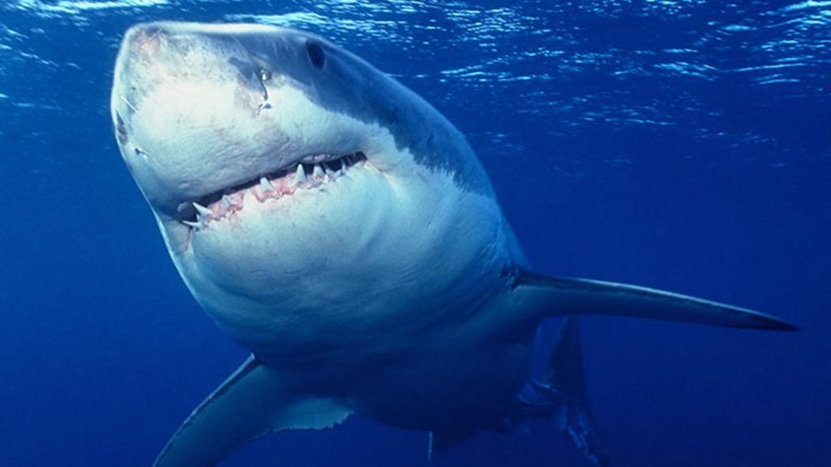 Самая страшная акула в мире