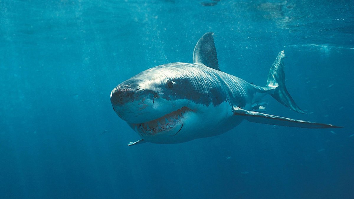 Carcharodon carcharias