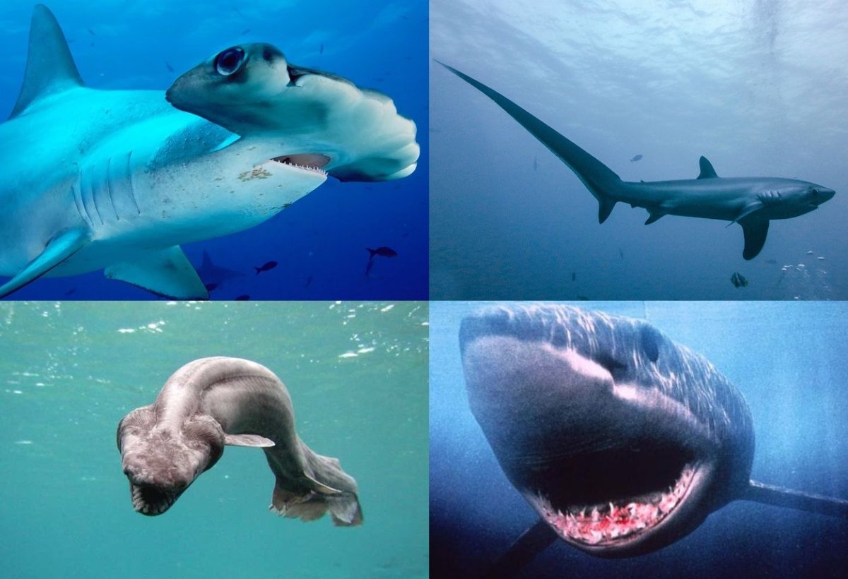 Самая большая и опасная акула в мире