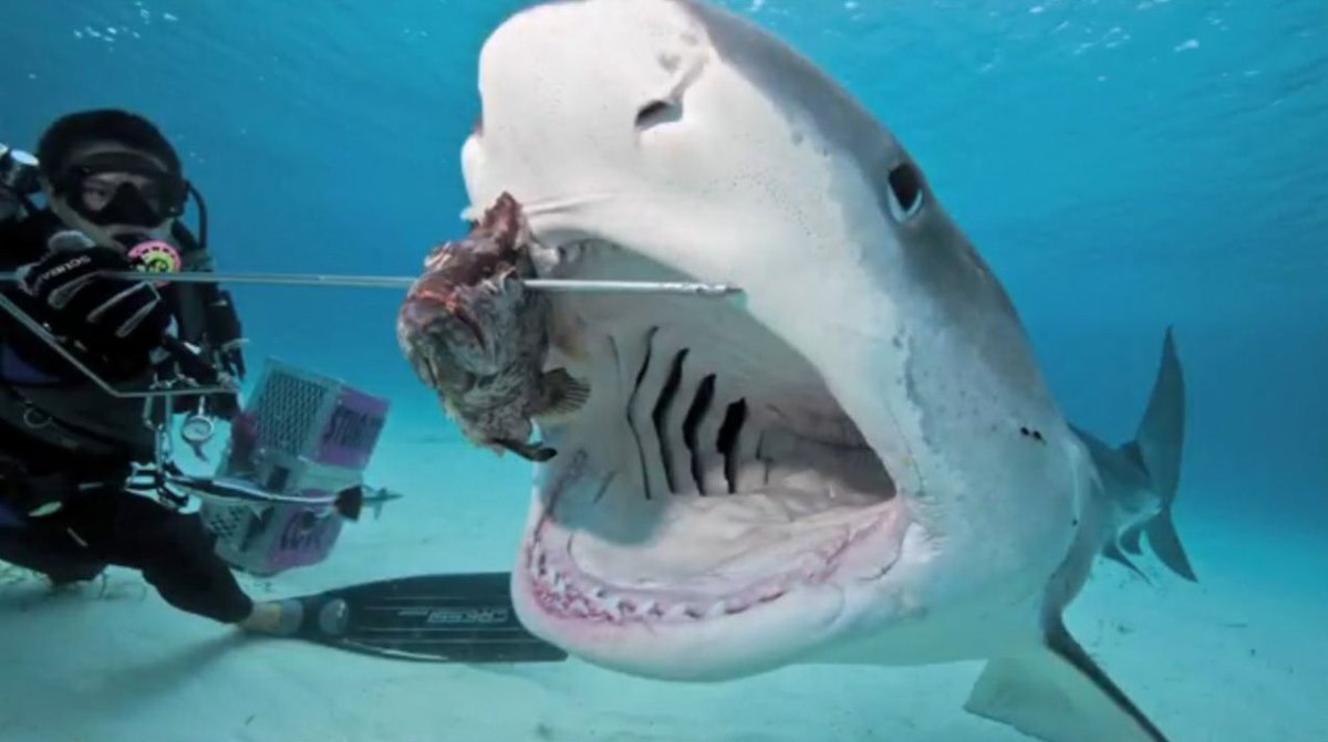 Самая большая и страшная акула