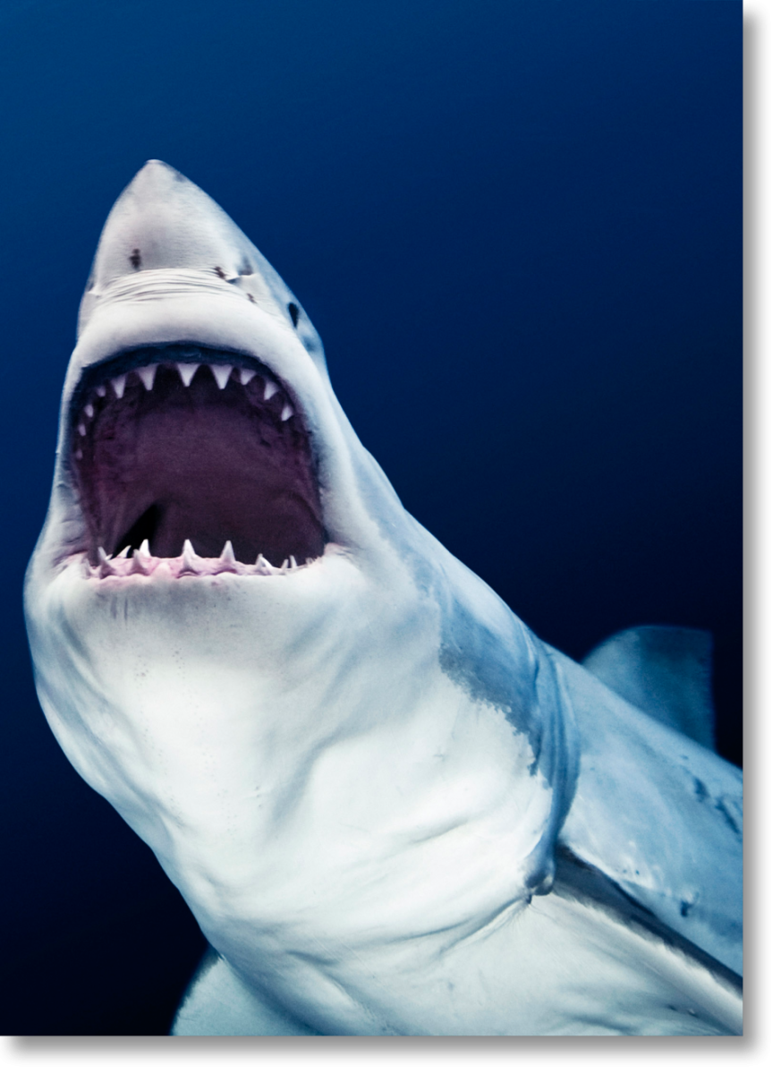 Большая белая акула и человек