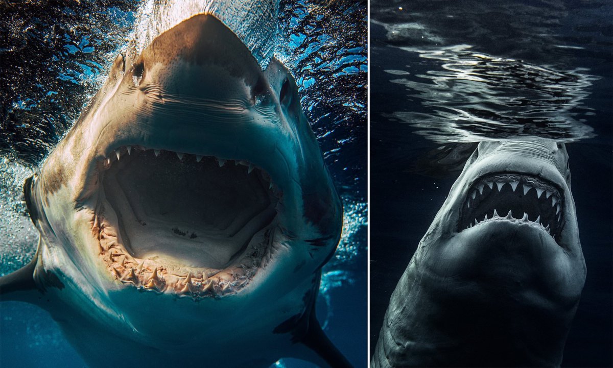 Большая белая акула