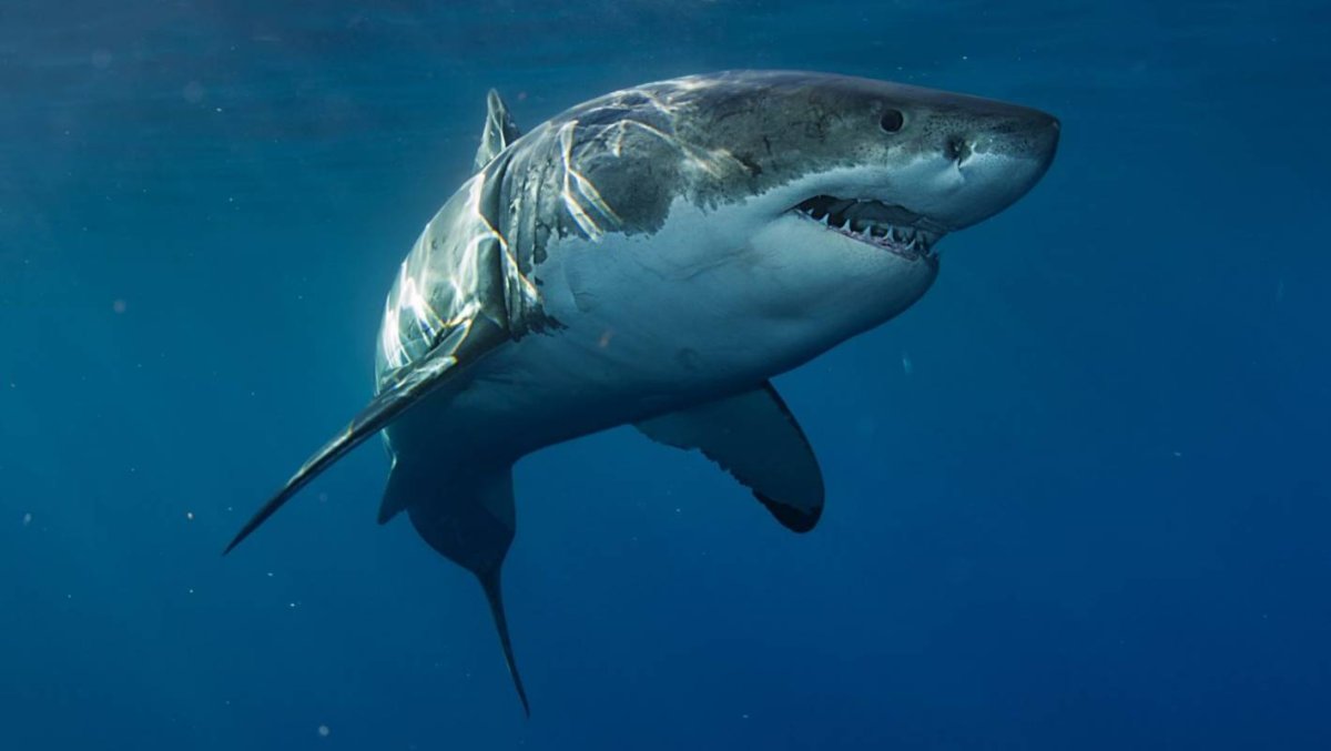 Сиамский залив акулы