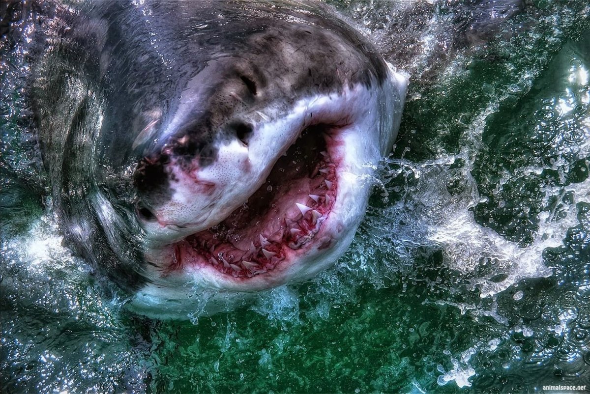 Майкл Фелпс акула