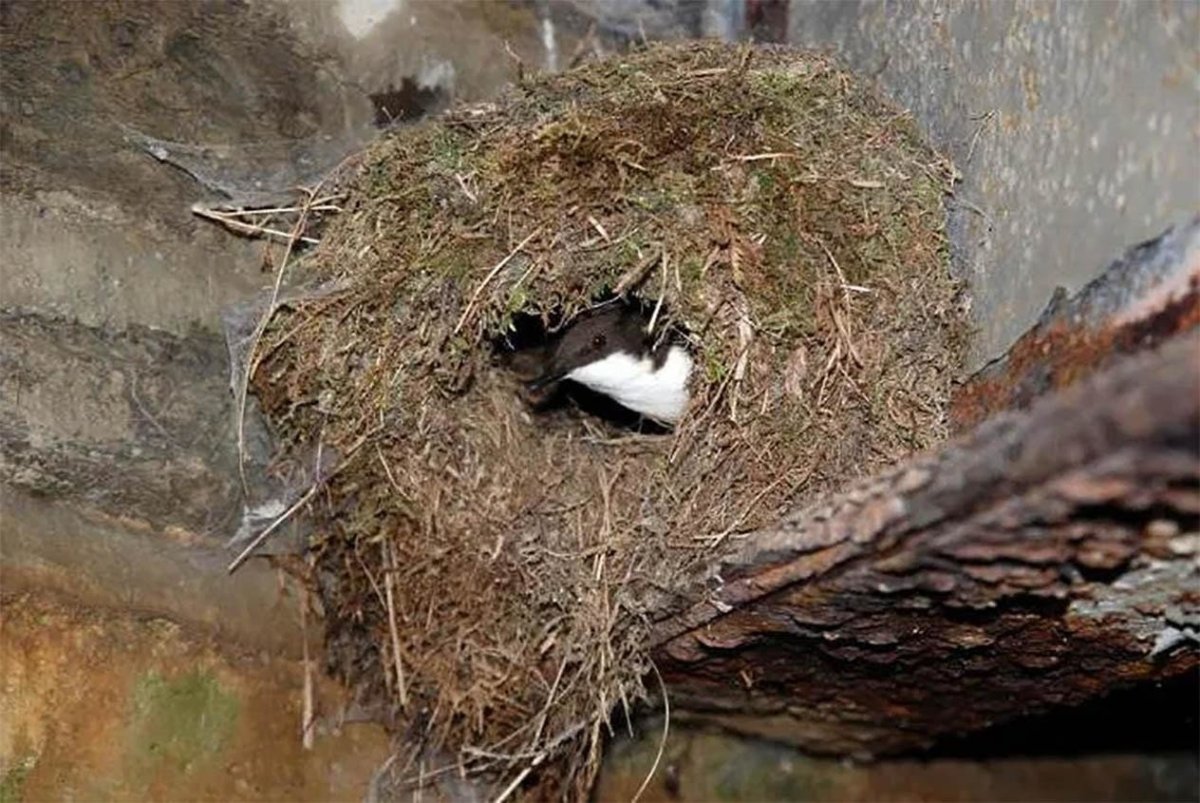 Гнездо Оляпки