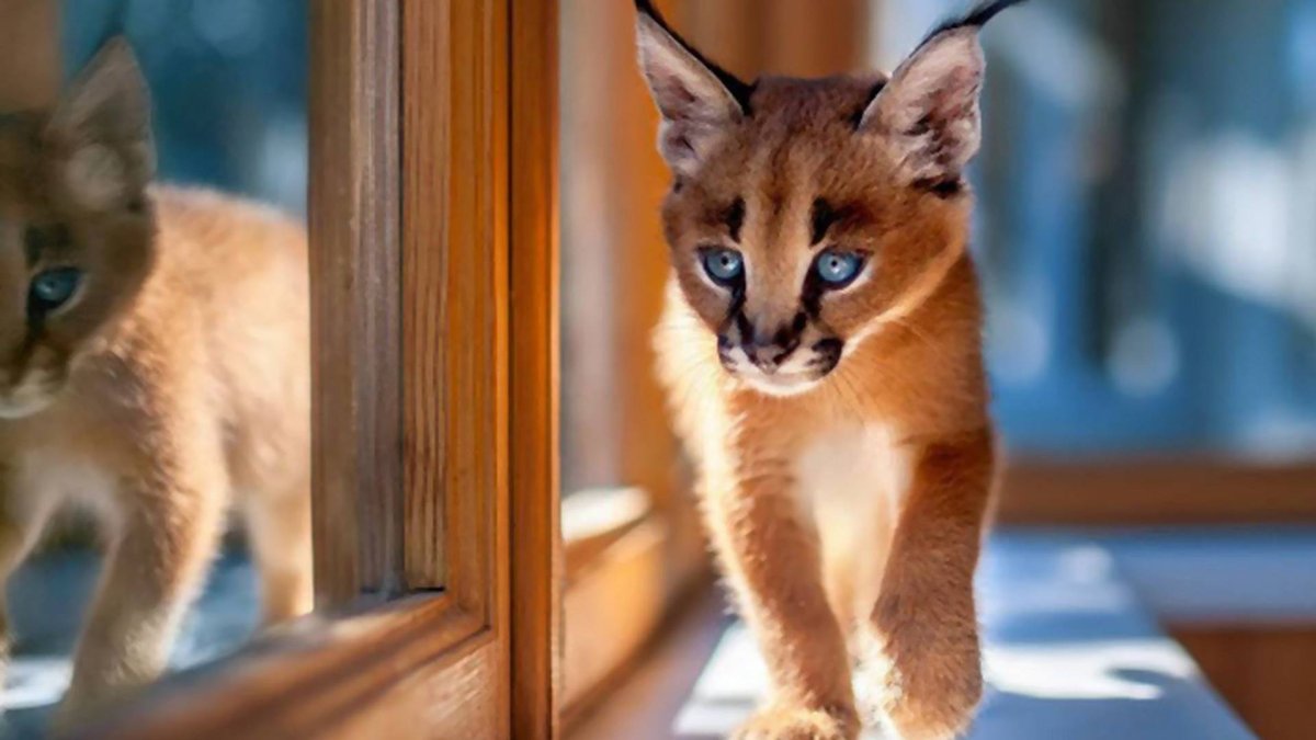 Золотая кошка каракала