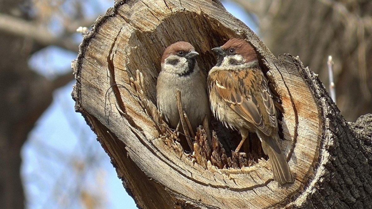 Домовой Воробей гнездо