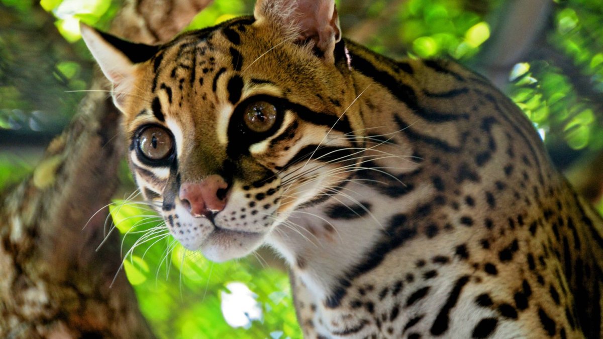 Оцелот тигробыль