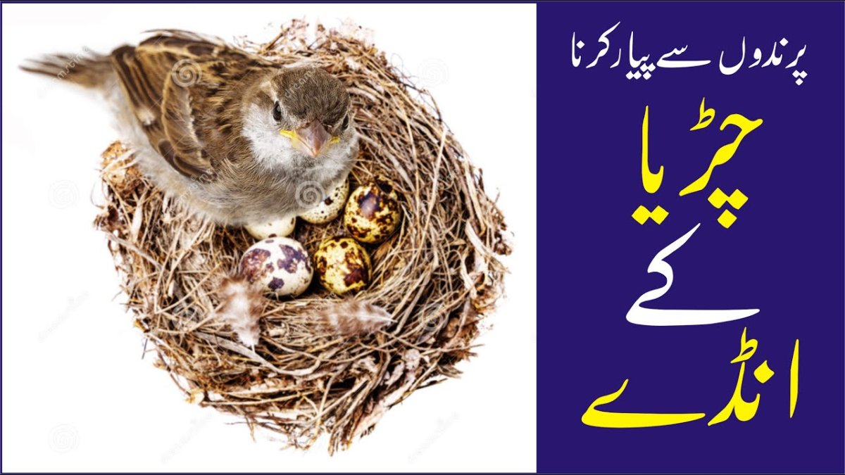 Птенцы воробья в гнезде